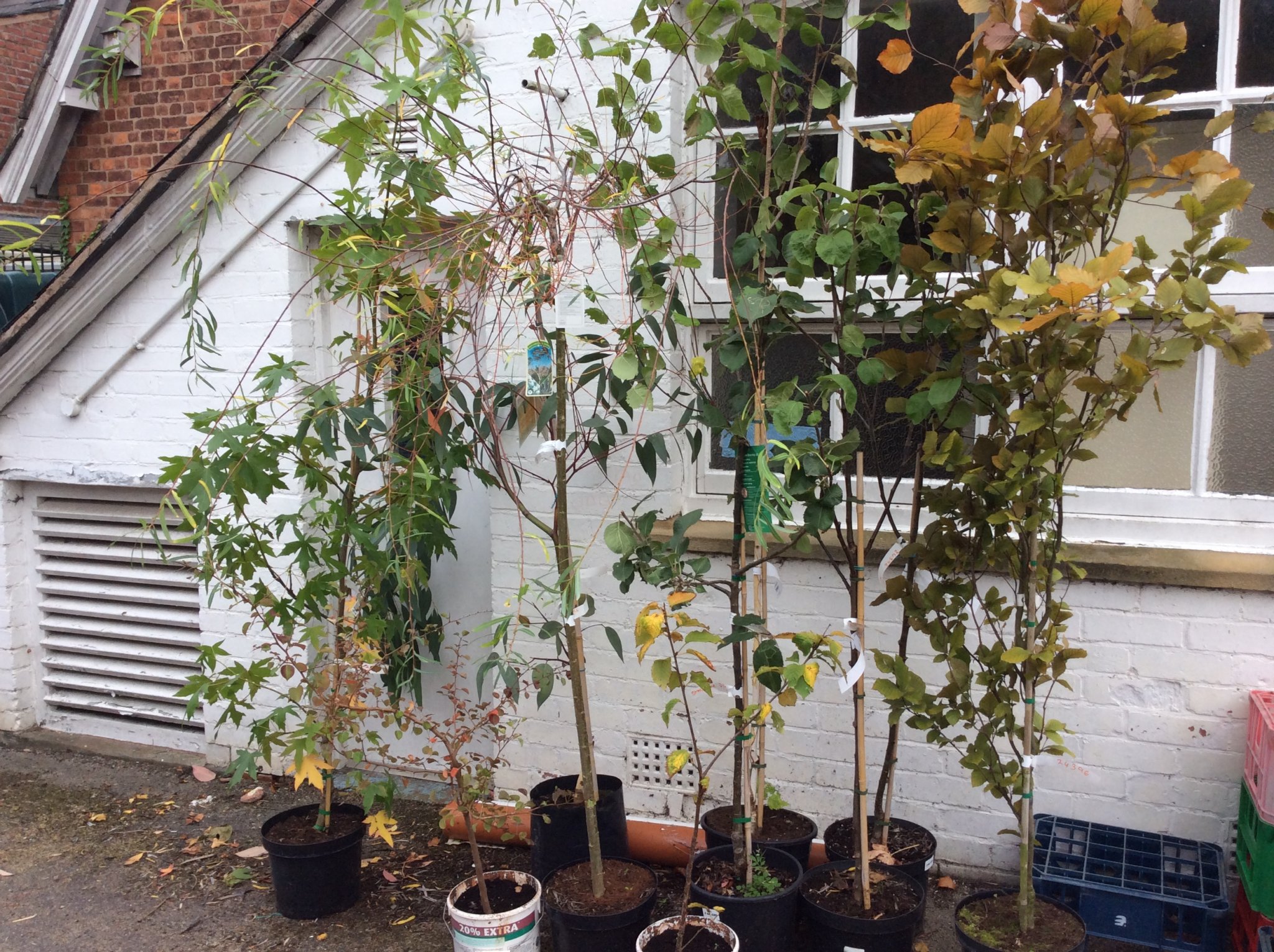 Image of School Council -Tree Planting 